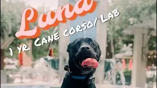 &ldquo;Luna&rdquo; 1 Yr. Cane Corso/Lab mix