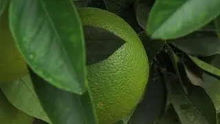Backyard Trees Might Spell Doom For San Diego's Citrus Industry