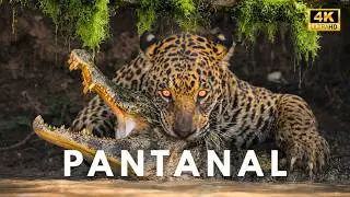SECRETS OF THE PANTANAL &ndash; Survival in the largest flooded area on the planet | Full Documentary