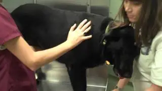 Mt Pleasant SC 29464 Veterinarian Pet Examination