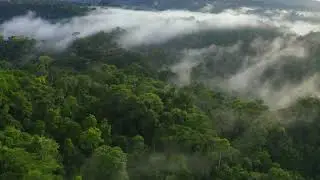 AMAZON FOREST | அமேசான் காடுகள் | TAMIL | NAMBOOMI |