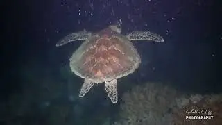 Turtle - Night dive at Sunabe Seawall Okinawa Japan