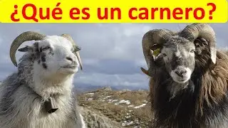 Que es un carnero