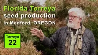 Florida Torreya Seed Production in Medford, Oregon (2017)