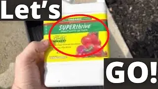 Does fish fertilizer smell bad?