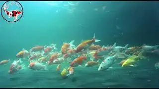 My Koi fish, underwater view