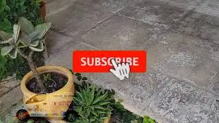 Mold Removal & Travertine Restoration in Miami, FL