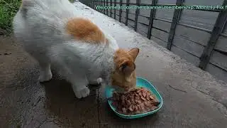 Caring for stray cats is not just empty talk, it starts with you and me, let's take action together.