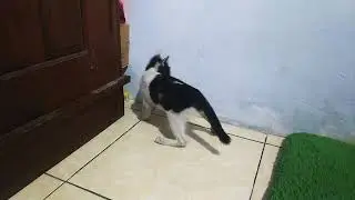 My Cat vs A Little Vitamin C Box 😅 in Caruban Casual Pet Playing