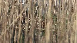 Bouncing Bokje / Jack Snipe, Oostvaardersplassen.