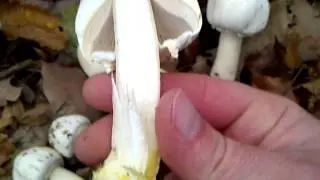 @gombavideo Karbolszag&uacute; csiperke, Agaricus xanthodermus, Yellow-staining mushroom, Karbolegerling