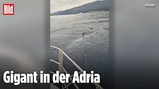 Riesenhai vor Kroatien gesichtet