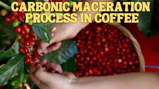 𝐂𝐀𝐑𝐁𝐎𝐍𝐈𝐂 𝐌𝐀𝐂𝐄𝐑𝐀𝐓𝐈𝐎𝐍! #coffeeprocessing #coffee