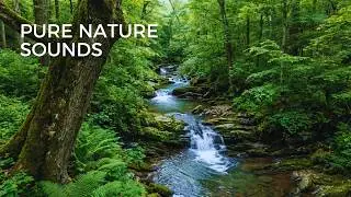 Peaceful Forest Stream & Birds Chirping | Natural River Sounds for Relaxation & Focus