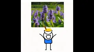 Water Pollution in South Florida and Pickerelweed