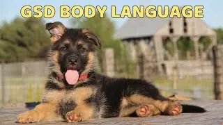 Understanding German Shepherd Body Language: A Comprehensive Guide | Pet Adventure TV