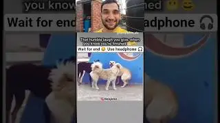 dogesh bhai don | reaction | #funny #ytshorts #funnydog #shorts #viral #laugh