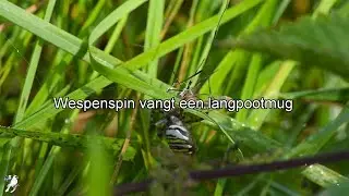 Wespenspin vangt een langpootmug (4K Ultra HD)