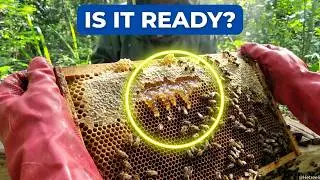 How to harvest honey. ep 1