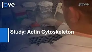 Study: Actin Cytoskeleton In Live Endothelial Cells Expressing GFP-Actin l Protocol Preview