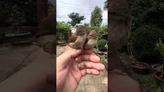 Thăm hai con chim ri khi để ở ngo&agrave;i s&acirc;n | Quốc Qui Vlog