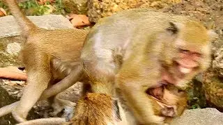 OMG! Very nasty monkey Kari tries to drag Polino during milk