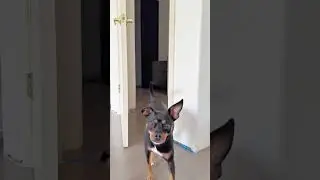 When the dog is smarter than the lock #minpin #doberman #pinscher #funnydogs #shortvideo#shorts