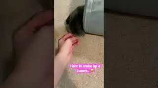 How to wake up a bunny 😂 #bunny #rabbit #trendingshorts
