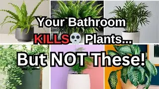 15 Best Bathroom Plants That THRIVE in Low Light & Humidity | No More Dying Plants!