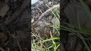 ANT LION!!!?? What&rsquo;s that???? They are everywhere! #animal #insects #antlion #lion #ants