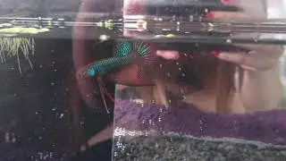 Junges Smaragdina Spadetail M&auml;nnchen ❤️