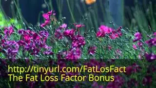 The Fat Loss Factor Bonus Video