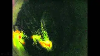 Nice Hi-Res Glow Worm bioluminescence timelapse in cup V11574
