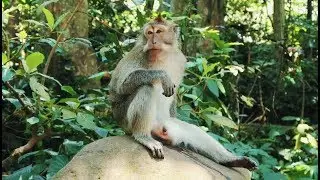 Bali - Ubud: Monkey Temple