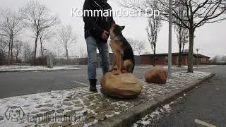 Så meget kan en hvalp lære på 4 måneder
