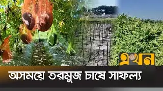 কৃষিতে নতুন সম্ভাবনা, কৃষকের মুখে হাসি | Watermelon Cultivation | Jamalpur News | Ekhon TV