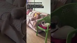 Messi wants to😴 #messi #leo #play #sleep #dog #cat #love #pets #fight #cute #sleepycat #viral #fyp