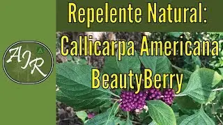 Repelente Natural Callicarpa Americana / BeautyBerry