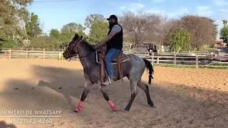 SEMANA #5Iniciando potro a la rienda charra, trabajo a trote