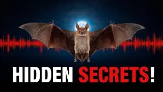 Bats Are NOT Blind: 6 Shocking Facts You Never Learned 🤯