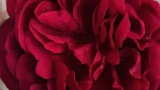 L.D.Braithwaite. Ещё одно видео об этом эффектном сорте!