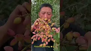 Pistachio planting 😀🥜🌱