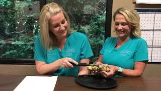Burst Toothbrush corn cob test at Vaca Cosmetic and Family Dentistry