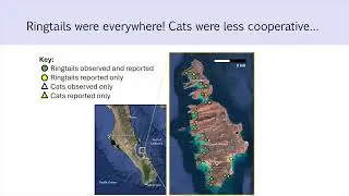 Impacts of feral cats on the ecology and behavior of island-endemic ringtails (ABS 2025)