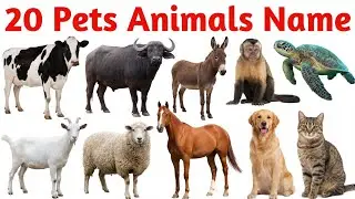 20 पालतू जानवर | Learn 20 Pets Animals Names in English with Pictures and Sounds for Kids