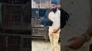 Ayam cemani ready to breed sett | Top Quality | Black Gold | Black Beauty |All Black#poultryfarming