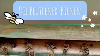 GS Beuthener Stra&szlig;e - Unsere Schulbienen