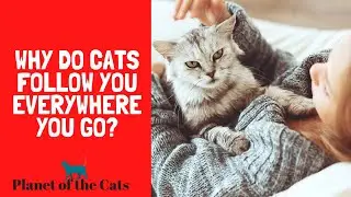 Why Do Cats Follow You Everywhere You Go?
