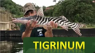 # 42 Tigrinum, Uma raridade de Peixe.