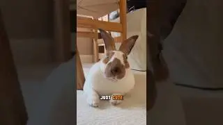 Mini Rex &ndash; The Softest Bunny Ever 🐇💫